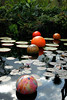 beetography > Chihuly @ Fairchild >  DSC_0813