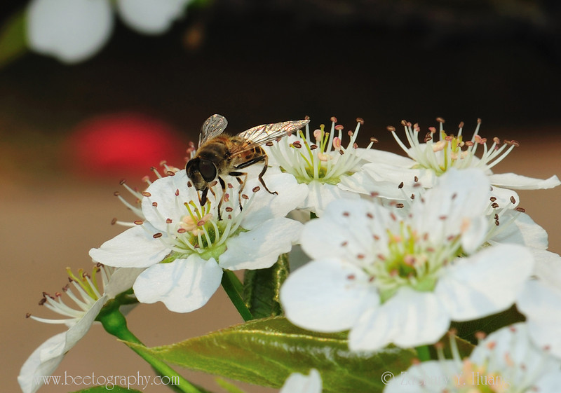 This is a "fake" bee.  A syrphid fly (hoverfly, flowerfly) mimics a honey bee so others will hesitate to eat it.....