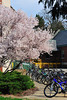 beetography > MSU March Flowers >  April20_022