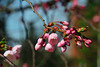 beetography > MSU March Flowers >  April20_030