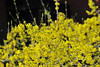 beetography > MSU March Flowers >  April20_028