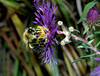 beetography > Bumble Bees >  aster-DSC_9460