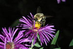 Bumble Bees : Bombus spp (bumble bees, humble bees)