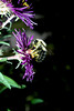 beetography > Bumble Bees >  aster-DSC_9475