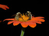 beetography > Two bumble bees foraging on a Mexican sunflower (Tithonia rotundifolia)