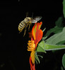 beetography > A bumble bee in flight while foraging on a Mexican sunflower (Tithonia rotundifolia)