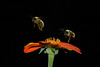 Two bumble bees in flight while foraging on a Mexican sunflower (Tithonia rotundifolia)