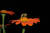 beetography > A bumble bee in flight while foraging on a Mexican sunflower (Tithonia rotundifolia)