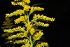 beetography > Bumble Bees >  goldenrod-DSC_9922