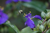 beetography > Bumble Bees >  spiderwort-DSC_3749