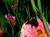 beetography > Bumble Bees >  zinnia-bumble-DSC_8943
