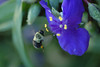 beetography > Bumble Bees >  spiderwort-DSC_3740