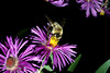 beetography > Bumble Bees >  aster-DSC_9466