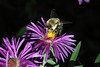 beetography > Bumble Bees >  aster-DSC_9468