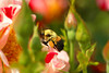 beetography > Bumble Bees >  rose-DSC_3445