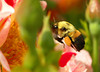 beetography > Bumble Bees >  rose-DSC_3445c