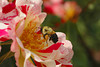 beetography > Bumble Bees >  rose-DSC_3448