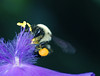 beetography > Bumble Bees >  spiderwort-DSC_3748