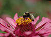 beetography > A bumble bee in flight while foraging on a zinnia