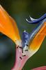 beetography > Ants on a bird of paradise flower