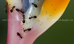 Ants on a bird of paradise flower