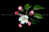 beetography > Flowers >  apple-DSC_2343