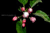 beetography > Flowers >  apple-DSC_2344