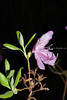 beetography > Flowers >  azalea-DSC_1693