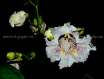 A catalpa flower (Catalpa sp, Bignoniaceae)