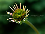 A young cone flower.