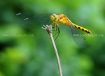 dragonfly-DSC_4305.jpg