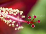 Hiscuscis flower.
