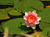 beetography > Flowers >  waterlily-DSC_3529