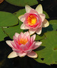 beetography > Flowers >  waterlily-DSC_3518