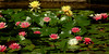 beetography > Flowers >  waterlily-DSC_3520