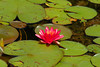 beetography > Flowers >  waterlily-DSC_3526