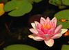 beetography > Flowers >  waterlily-DSC_3522