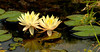 beetography > Flowers >  waterlily-DSC_3524