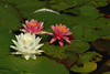 beetography > Flowers >  waterlily-DSC_3525