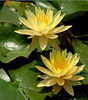 beetography > Flowers >  waterlily-DSC_3511