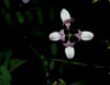 beetography > Flowers >  uk-DSC_9931