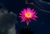 beetography > Flowers >  waterlilly-DSC_4779
