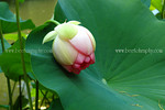 lotus-DSC_4948.jpg