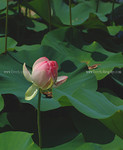 lotus-DSC_4964.jpg
