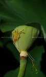 lotus-DSC_4965.jpg