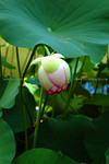 lotus-DSC_4969.jpg