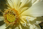 lotus-DSC_5229.jpg