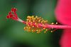 Hibiscus : Hibiscus flowers, family Malvaceae
