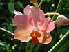 Orchids : Orchid flowers from around the world