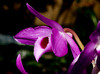 beetography > Orchids >  DSC_3956